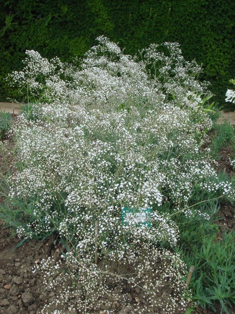 Gypsophila paniculata 'Bristol Fairy'